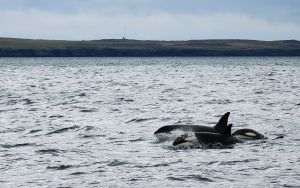 Iceland resumes whaling, controversy returns to North Atlantic